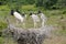 Jabiru nest with four juvenile birds waiting for feeding by adult, Pantanal Wetlands, Mato Grosso