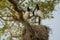 Jabiru parent feeding her chick at the nest