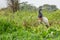 Jabiru searching for food over green plants