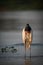 Jabiru in shallows at sunset facing camera