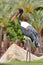 Jabiru stork