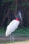 Jabiru Stork