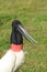 Jabiru Stork