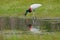 Jabiru stork catch the fish in small green grass lake. Wildlife Brazil, bird in march. Jabiru, Jabiru mycteria, black and white in