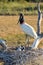 Jabiru stork family