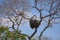 Jabiru Stork Family on Huge Nest, Blue Sky