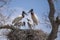 Jabiru Stork Family on Nest Communicating