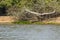 Jabiru Stork in Flight over River