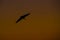 Jabiru Stork in Flight at Sunset