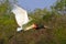 Jabiru stork fly. Jabiru, Jabiru mycteria, black and white bird in the green water with flowers, open wings, wild animal in the na