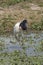 Jabiru Stork (Jabiru mycteria)