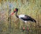 Jabiru stork or stork saddle-shaped beak gets frogs and insects in the water