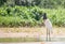 Jabiru Stork wading on the shoreline of a river in the Pantanal