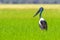 Jabiru stork in wetlands