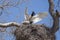 Jabiru Stork, Wings Spread to Protect Chicks in Nest