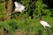 Jabiru Storks, Jabiru Mycteria, Cuiaba River, Porto Jofre, Pantanal Matogrossense, Mato Grosso do Sul, Brazil