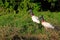 Jabiru Storks, Jabiru Mycteria, Cuiaba River, Porto Jofre, Pantanal Matogrossense, Mato Grosso do Sul, Brazil