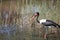 Jabiru storks setloglevel goes through the swamp in search of food