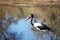 Jabiru storks setloglevel hunting in the Delta Okavango