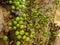Jaboticaba brazilian tree with lot of green fruits on trunk
