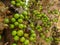 Jaboticaba brazilian tree with lot of green fruits on trunk