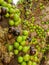 Jaboticaba brazilian tree with lot of green fruits on trunk