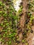 Jaboticaba brazilian tree with lot of green fruits on trunk