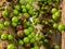 Jaboticaba brazilian tree with lot of green fruits on trunk