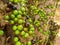 Jaboticaba brazilian tree with lot of green fruits on trunk