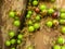 Jaboticaba brazilian tree with lot of green fruits on trunk