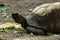 Jabuti- Piranga or Red-footed tortoise Chelonoidis carbonaria