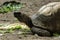 Jabuti- Piranga or Red-footed tortoise Chelonoidis carbonaria