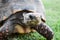 A jabuti turtle on a countryhouse in the countryside of Sao Paulo, Brazil