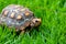 Jabuti / Turtle green and orange, quiet on the grass camouflaging with the landscape,