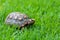 Jabuti / Turtle green and orange, quiet on the grass camouflaging with the landscape, with a fly on the head