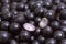 Jabuticaba fruit closeup