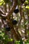 Jabuticaba fruit on tree, South Florida