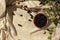 Jabuticaba fruits on a fabric base, with jabuticaba branch, sunlight, top view. Copy space