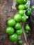 Jabuticaba, the green and spherical immature fruit that grows directly on the trunk.