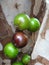 Jabuticaba, the green and spherical immature fruit that grows directly on the trunk.