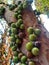 Jabuticaba, the green and spherical immature fruit that grows directly on the trunk.