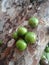 Jabuticaba, the green and spherical immature fruit that grows directly on the trunk.