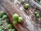 Jabuticaba, the green and spherical immature fruit that grows directly on the trunk.