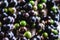 jabuticaba or jaboticaba is the fruit of the jaboticabeira or jabuticabeira, a Brazilian fruit tree from the myrtaceae family,