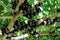 Jabuticaba or Jaboticaba tree full of purplish-black fruits.