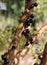 Jabuticaba, Myrciaria Cauliflora