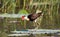 Jacana or Jesus Bird on lily pad