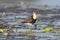 Jacana lotus walker on outback billabong