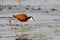 Jacana walking across lilies