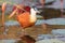 Jacana walking on lily pads